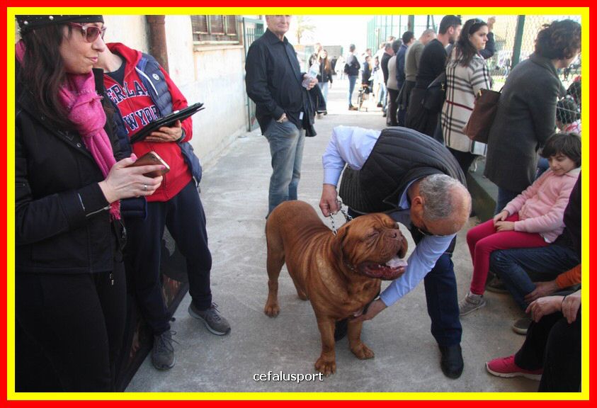 180311 mostra_canina 207.jpg